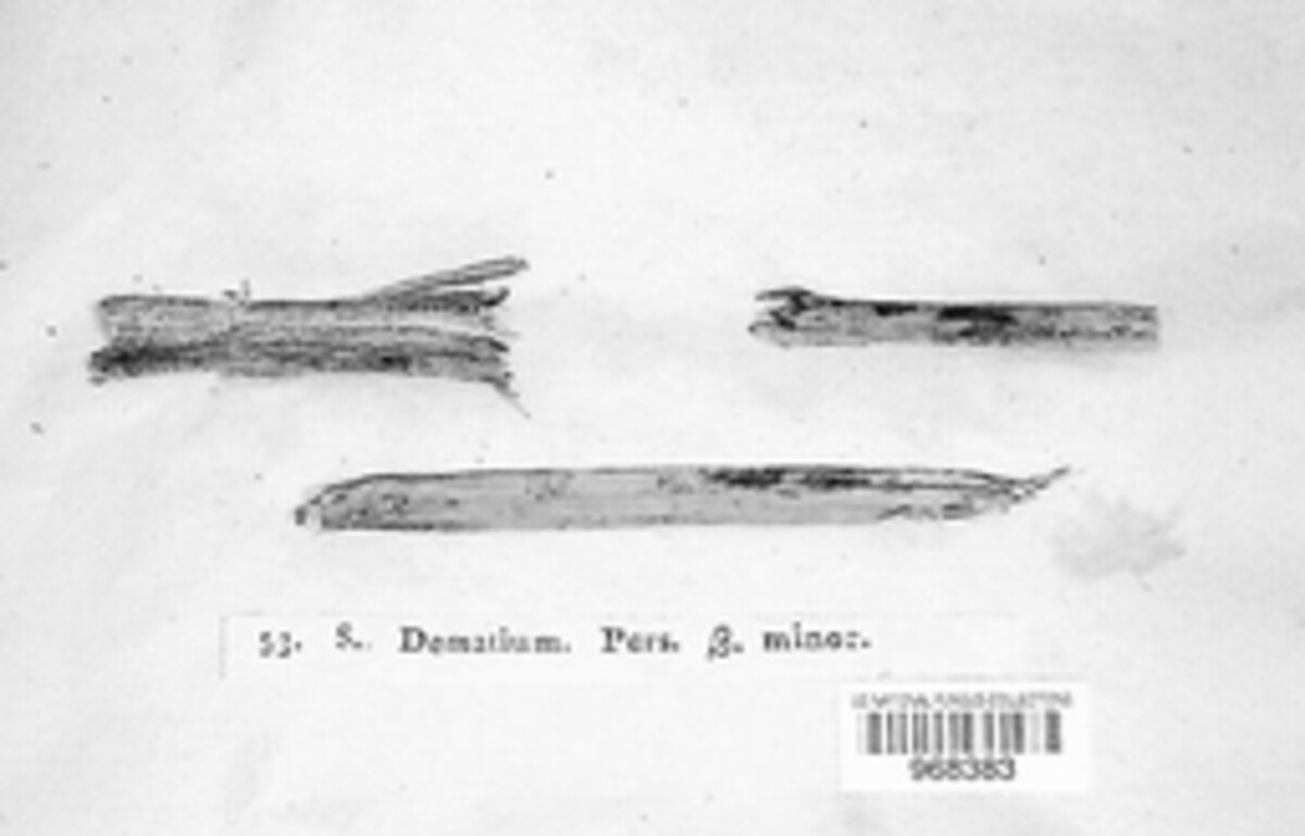 Colletotrichum dematium image